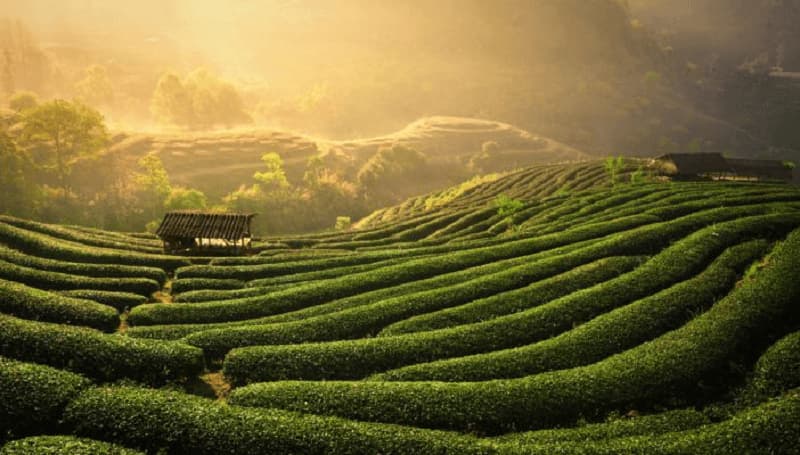 Sao Kim tư vấn xây dựng thương hiệu địa phương Chè Thái Nguyên